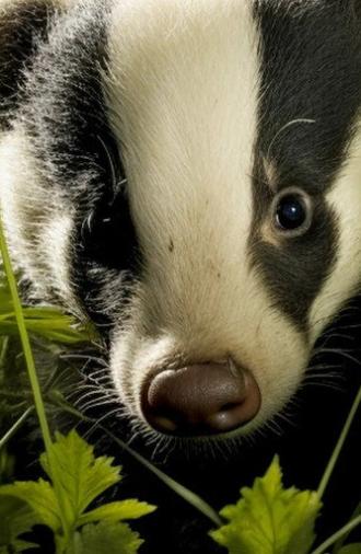 The Secret Lives of Badgers (2022)