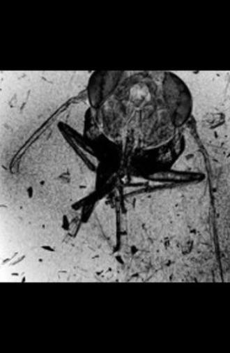 The Death of an Insect (2010)