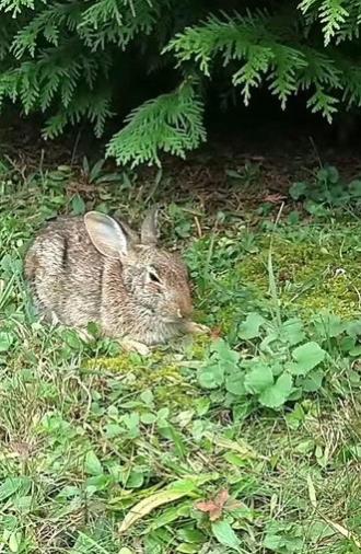 Comforting A Dying Rabbit (2016)