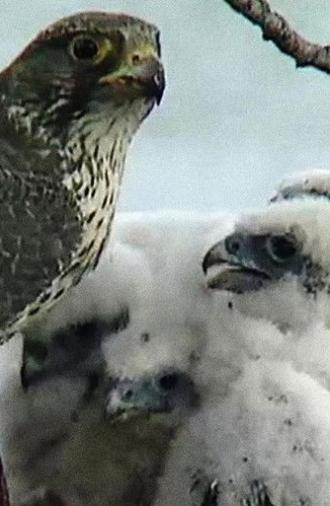 The Barrens Quest (1996)