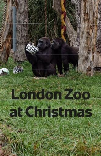 London Zoo at Christmas (2022)