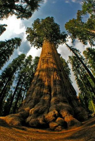 Redwoods: Anatomy of a Giant (1946)