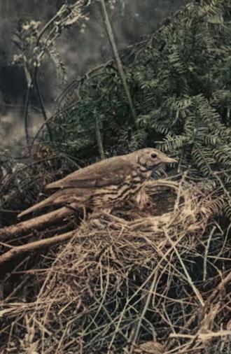 Wild Birds in Their Haunts (1909)