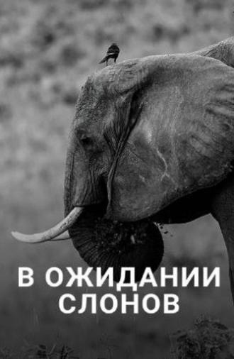 En attendant les éléphants (2013)