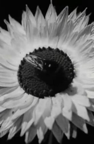 Floral Co-operative Societies (1927)