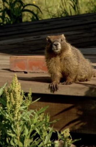 The Study Of Groundhogs: A Real Life Look At Marmots (2008)