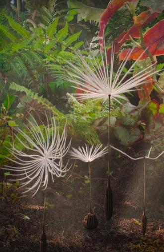 Dandelion's Odyssey (2025)
