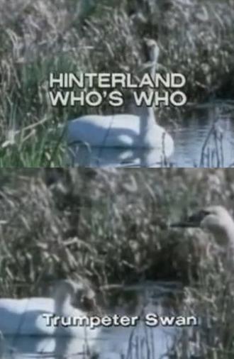 Hinterland Who's Who: Trumpeter Swan (1973)