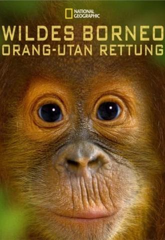 Orangutan Rescue - Back to the wild (2014)