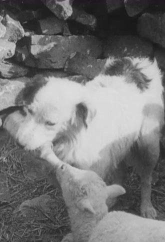 Sheep Dog (1939)