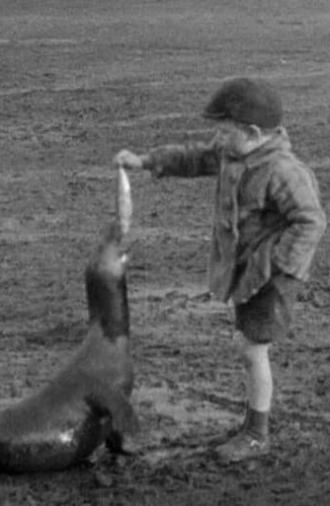 The Village Pet (1931)