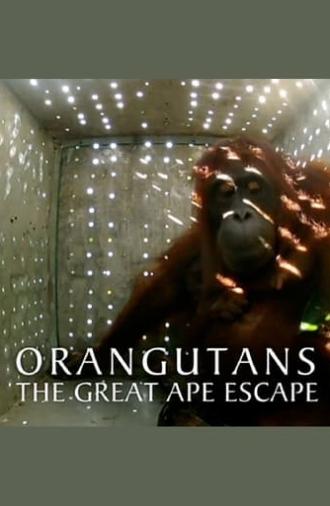 Orangutans: The Great Ape Escape (2013)