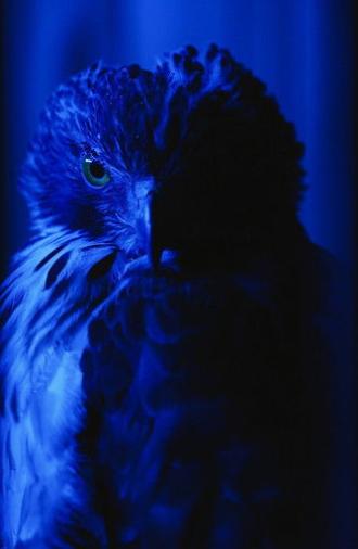 The Falconer's Legacy (2023)