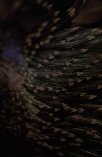 Starlings (2013)