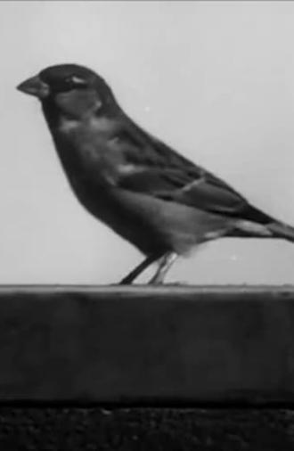 Sally the Sparrow (1945)