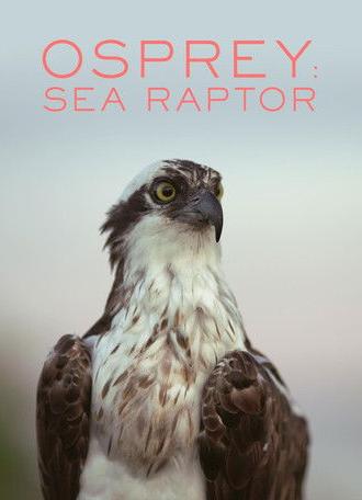 Osprey: Sea Raptor (2021)