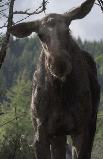 AMOOSED: a moose odyssey (2026)
