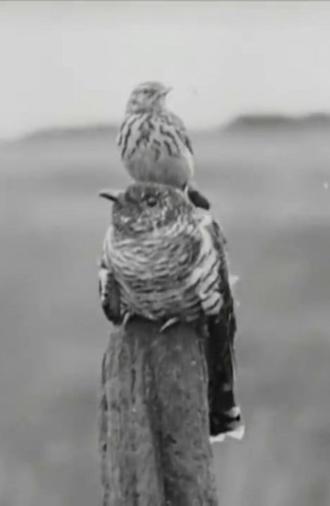 The Cuckoo's Secret (1922)