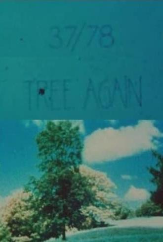 37/78: Tree Again (1978)