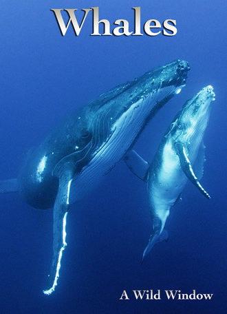 Wild Window: Whales (2015)