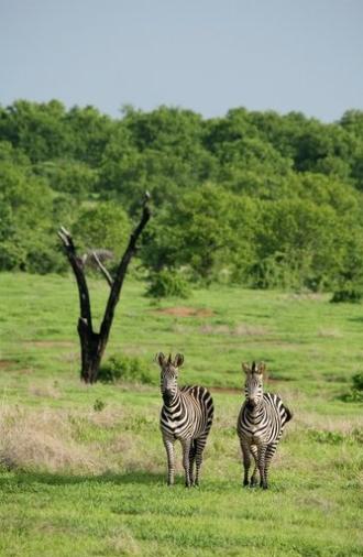 Amazing Wildlife of Botswana (2020)