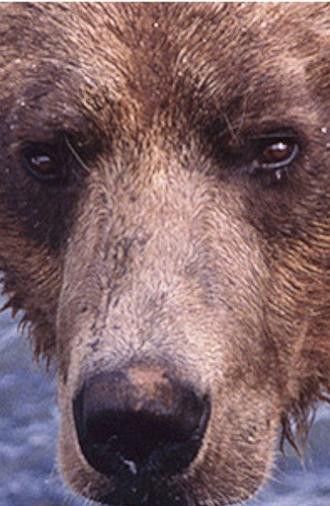 Showdown at Grizzly River (2000)