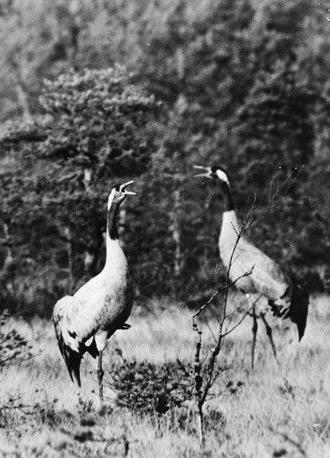 Luonnon kätköissä (1963)