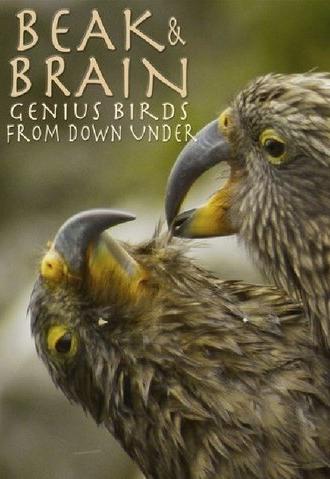 Beak & Brain - Genius Birds from Down Under (2013)