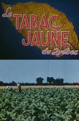 Yellow Tobacco from Quebec (1951)