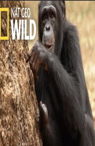 Chimp School (2017)