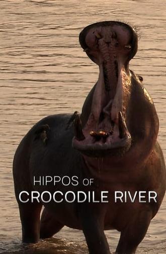 Hippos of Crocodile River (2020)