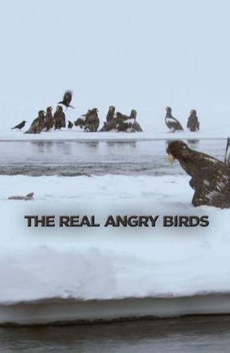 The Real Angry Birds (2014)