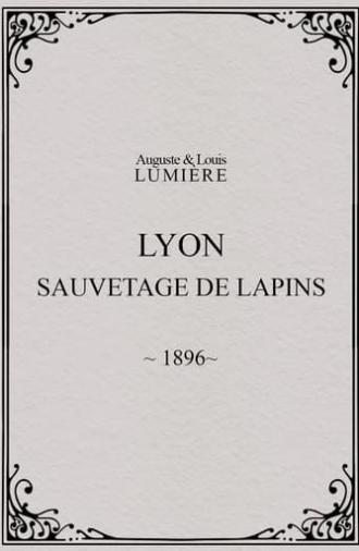 Lyon : sauvetage de lapins (1896)