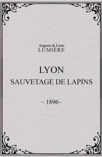 Lyon : sauvetage de lapins (1896)