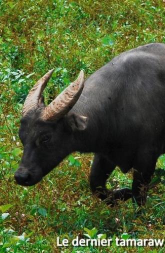 Le dernier tamaraw (2019)