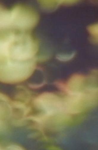 Refractions in Green (2025)