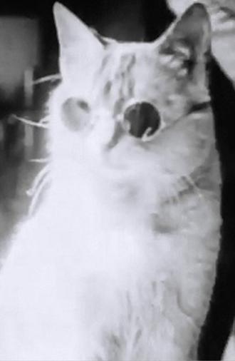 Pussy's Glasses (1930)