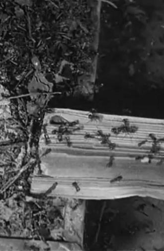 The Battle of the Ants (1922)
