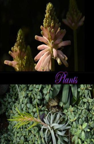 Plants (2026)