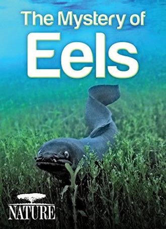 The Mystery of Eels (2013)
