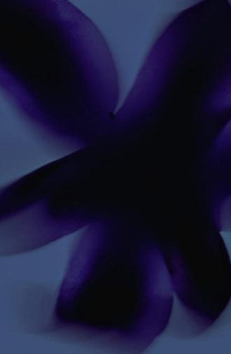 Flowers #3 (Kissed by the Sun) (2023)