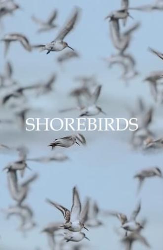 Shorebirds (2023)