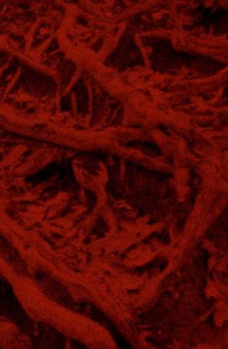 Language of the Entrails (2025)