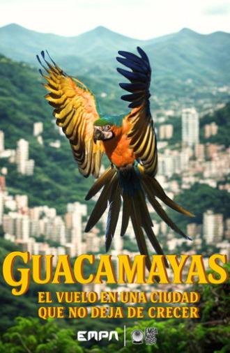 Guacamayas: El vuelo en una ciudad que no deja de crecer (2026)