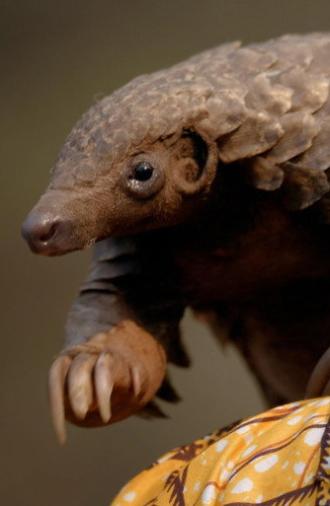 Wild Hope: Pangolin Protectors (2025)