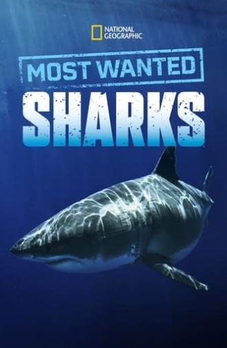 Most Wanted Sharks (2020)