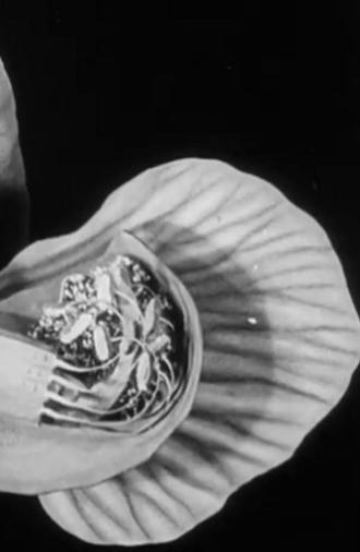 Peas and Cues (1930)