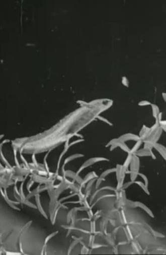 The Life Cycle of the Newt (1942)