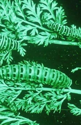 Water, Klimaat en Film (1911)