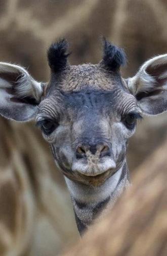 The Last Giraffe (2018)